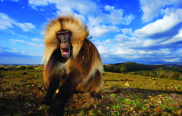 6-1 ⓒ GREG DU TOIT_Wildlife Exhibition Korea.jpg