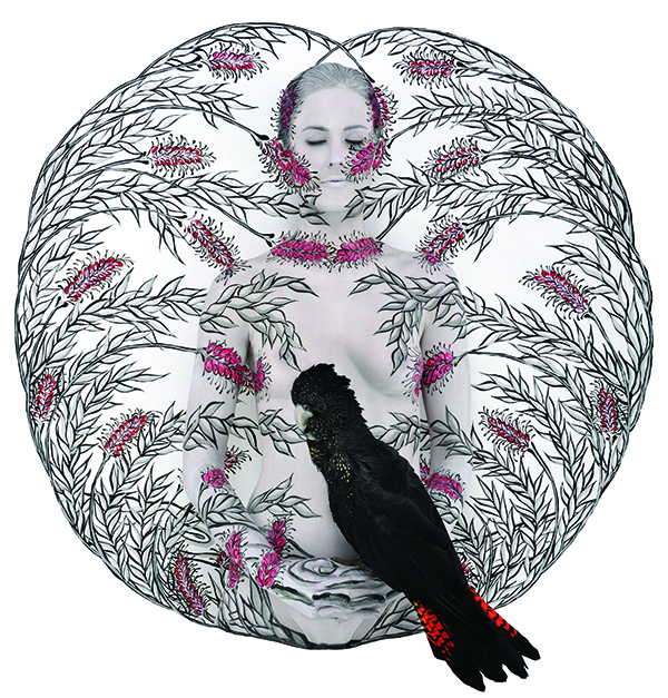 그레빌리아와 검은앵무새 Black Cockatoo in Grevillea, 2009.jpg